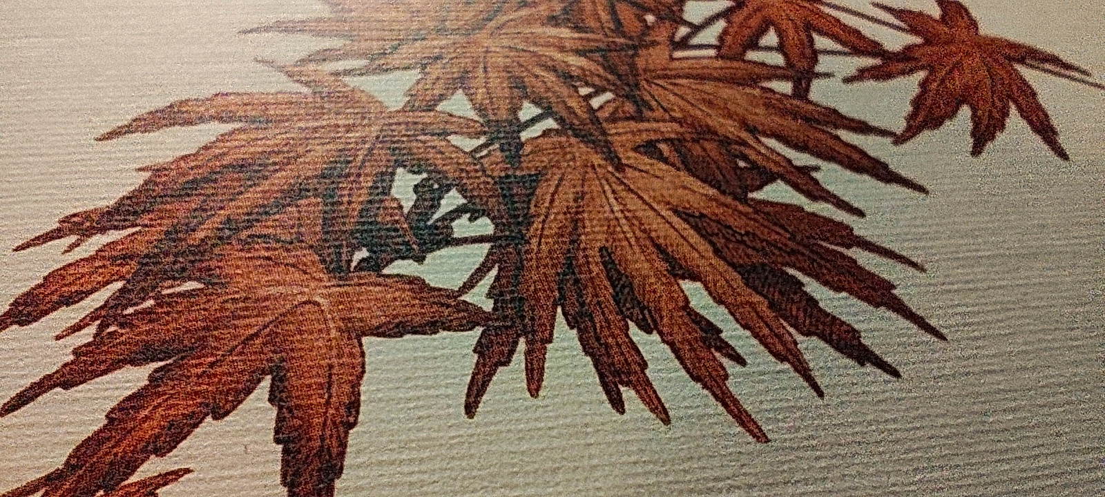 Momijigari - Imagen 3